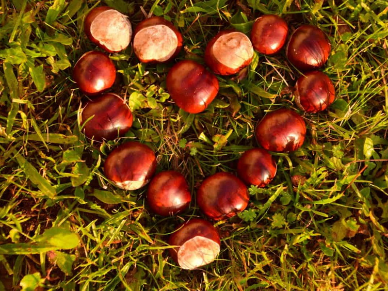 ky-su-lam-viec-tai-nhat-ban-esuhai hạt dẻ 2